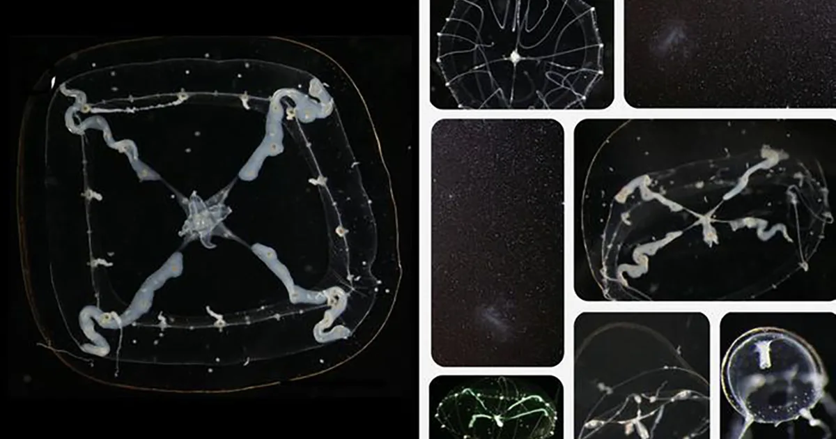 New Michelin Star Jellyfish Discovered in Japanese Aquaria