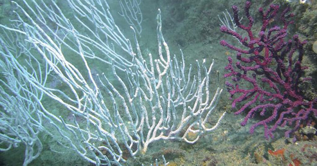 The changes observed in metabolism indicate that prolonged exposure to microplastics may lead to sublethal effects, potentially reducing the energy yield of gorgonians over time. (Image credit: Odei Garcia-Garin and Núria Viladrich)