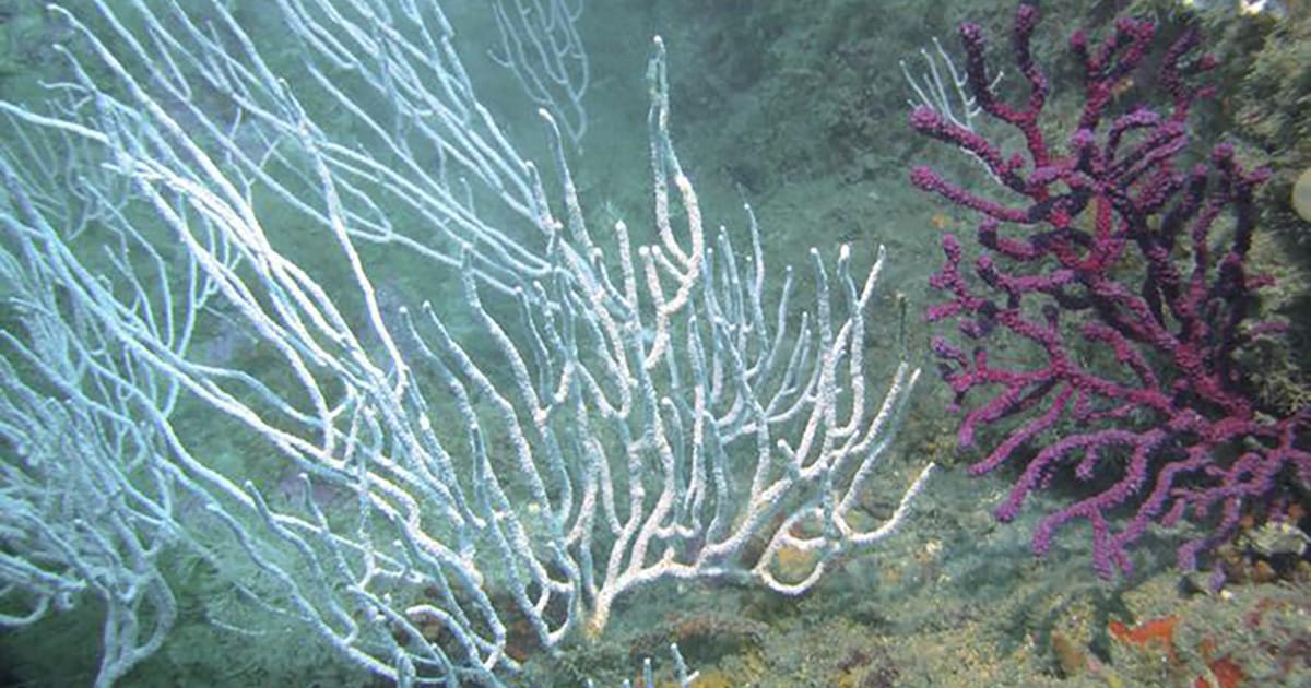 The changes observed in metabolism indicate that prolonged exposure to microplastics may lead to sublethal effects, potentially reducing the energy yield of gorgonians over time. (Image credit: Odei Garcia-Garin and Núria Viladrich)