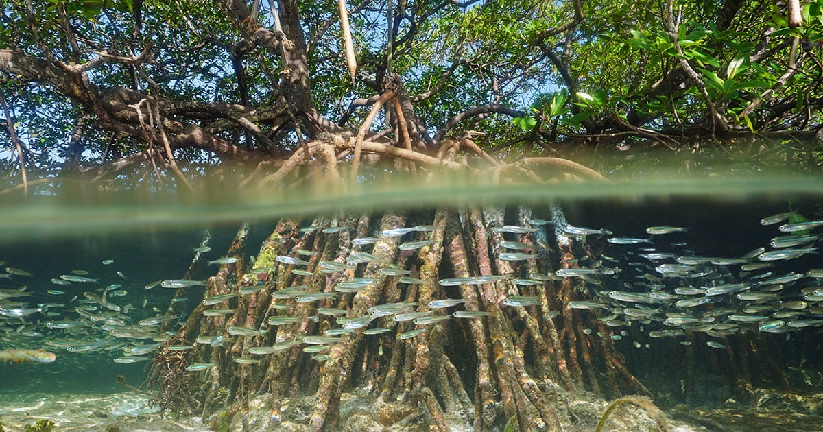 Mangrove tree in water above and below sea surface