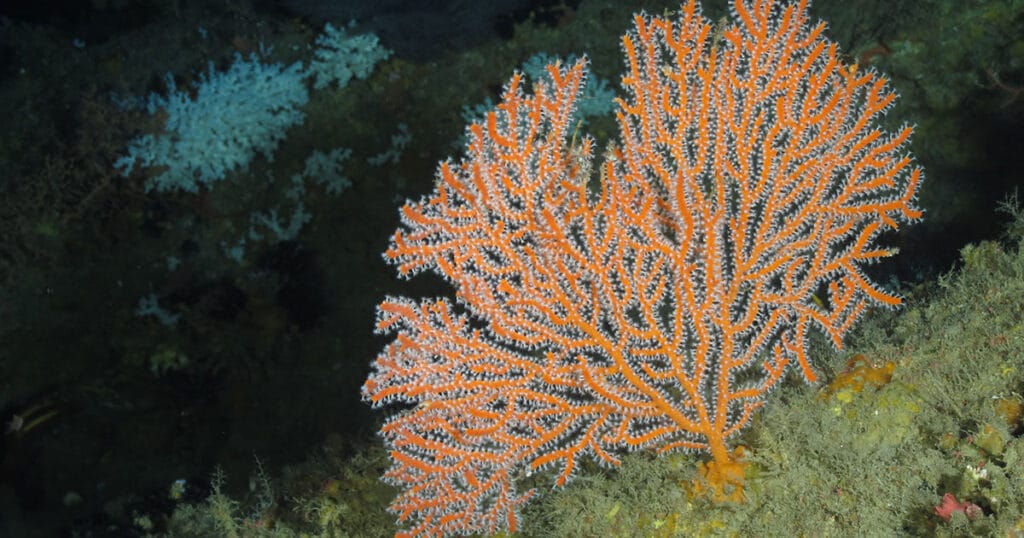 An image from an expedition.