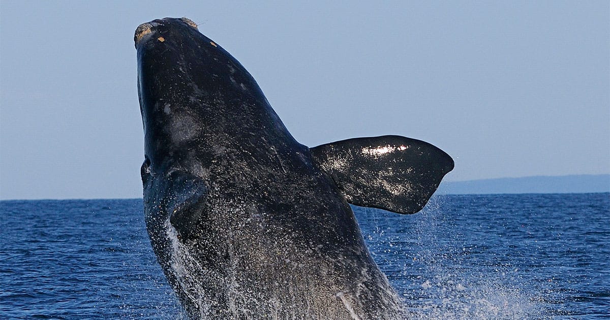 North Atlantic Right Whale breaching - Bay of Fundy, Canada