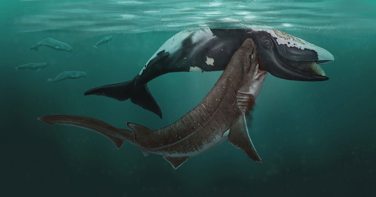 A painted reconstruction of a bluntnose six-gill shark (or cow shark) scavenging on a tiny extinct right whale carcass during the Early Pliocene of the southern North Sea. A pod of an extinct whale related to today’s belugas is swimming in the background.