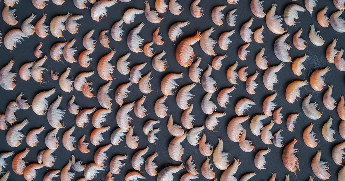 Specimens were DNA sequenced and analyzed from 26 abyssal and hadal zones across the globe.