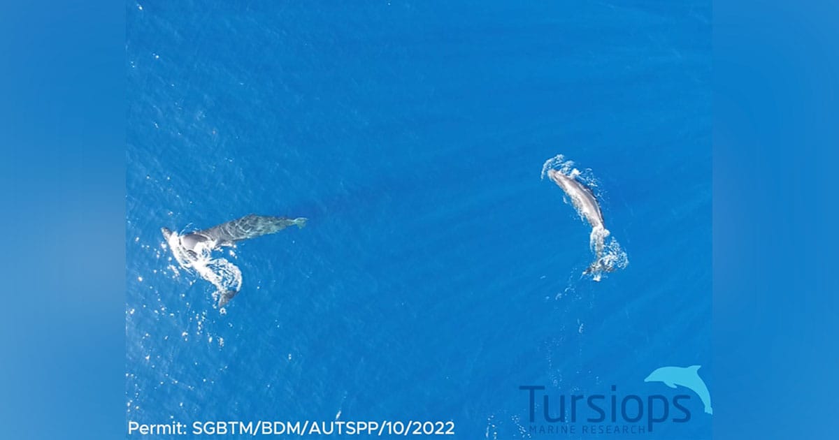 Headbutting whales.