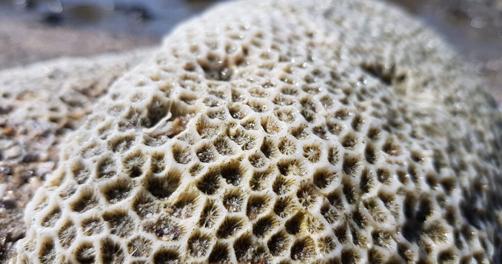 Detailed macro view revealing the fascinating intricate honeycomb texture of a natural, dried coral skeleton, highlighting its organic patterns and delicate structure on a sandy surface