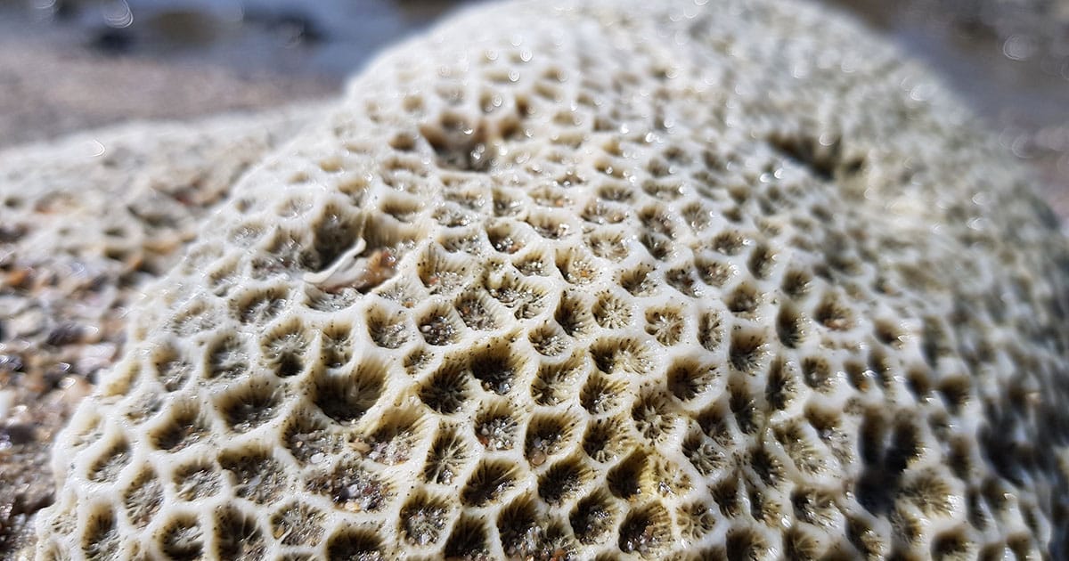 Detailed macro view revealing the fascinating intricate honeycomb texture of a natural, dried coral skeleton, highlighting its organic patterns and delicate structure on a sandy surface