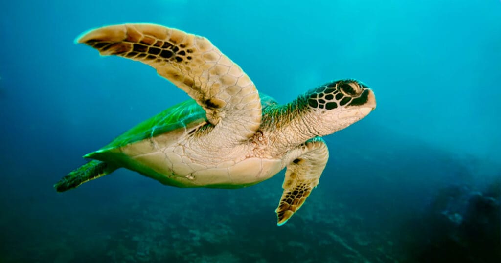 Green turtle (Chelonia mydas).