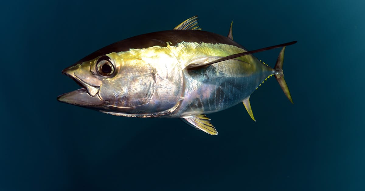 Opening commercial fishing within the Northeast Canyons and Seamounts Marine National Monument increases opportunities for American fishermen and women to catch desirable species, such as yellowfin tuna pictured above.