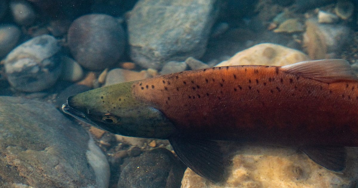 Chinook salmon in stream
