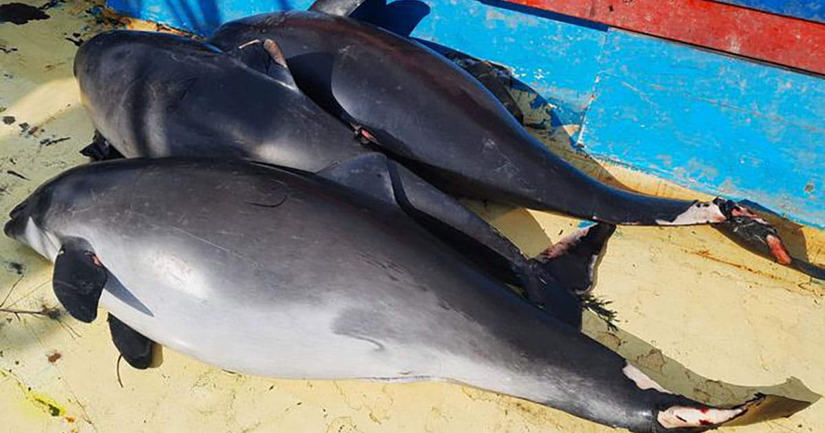 Bycaught Black Sea harbor porpoises.