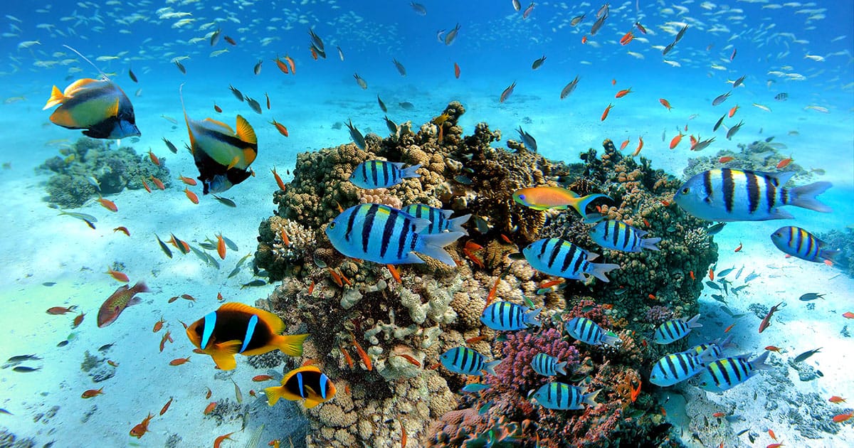 Fish Swimming Around Coral Reef