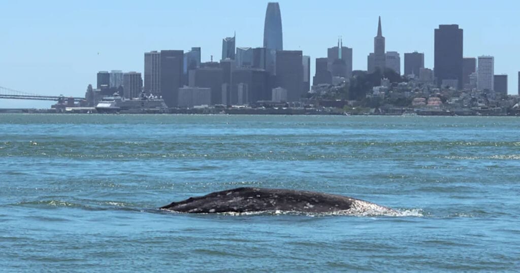 TMMC-1-91, also known as 'Ladybug', swimming in central San Francisco Bay—pictured with the skyline of the city. This individual later died.