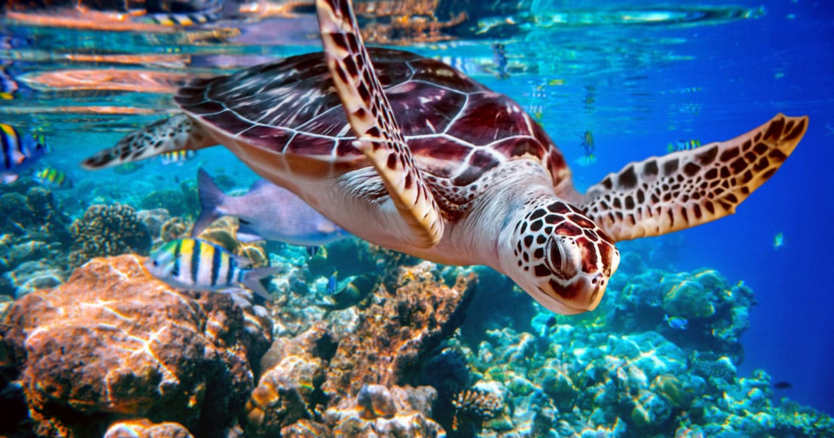 Sea Turtle