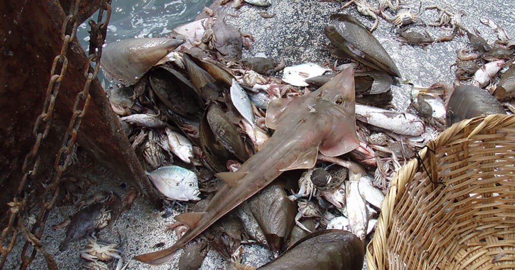The critically endangered giant guitarfish is among the species being caught by bottom trawling, according to a new global inventory published by University of British Columbia researchers.
