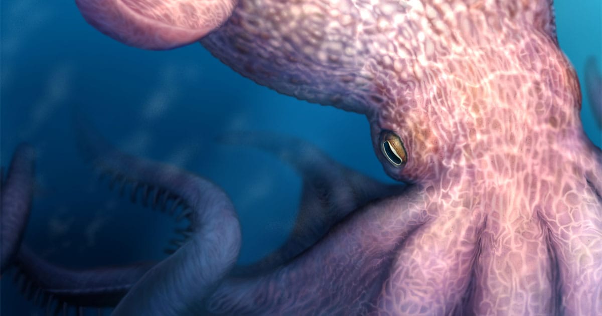 A sketch of the giant octopus.
