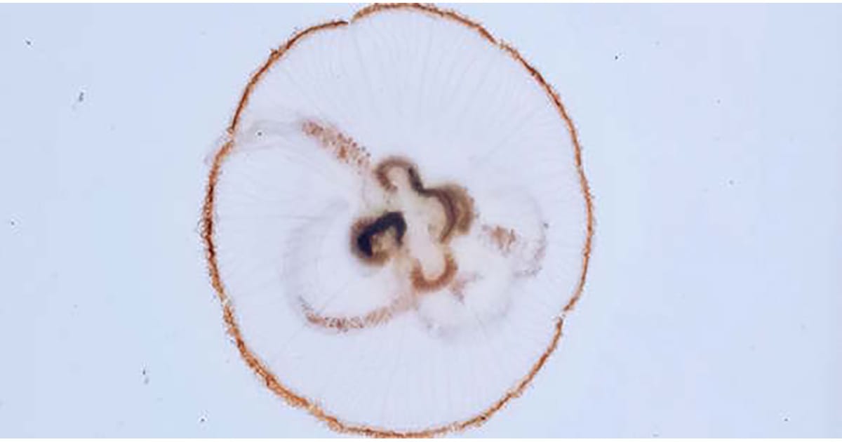 The researchers found one or sometimes two polychaete inside a jellyfish. This aurelia aurita jellyfish has two worms in its gut. (Image credit: Hannah Yeo, SDU)