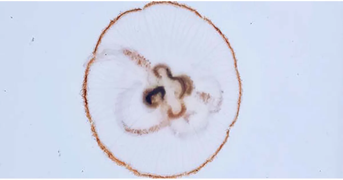 The researchers found one or sometimes two polychaete inside a jellyfish. This aurelia aurita jellyfish has two worms in its gut. (Image credit: Hannah Yeo, SDU)