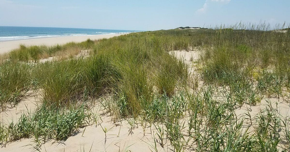 Low dune profile with a diversity of grass and herbaceous species.