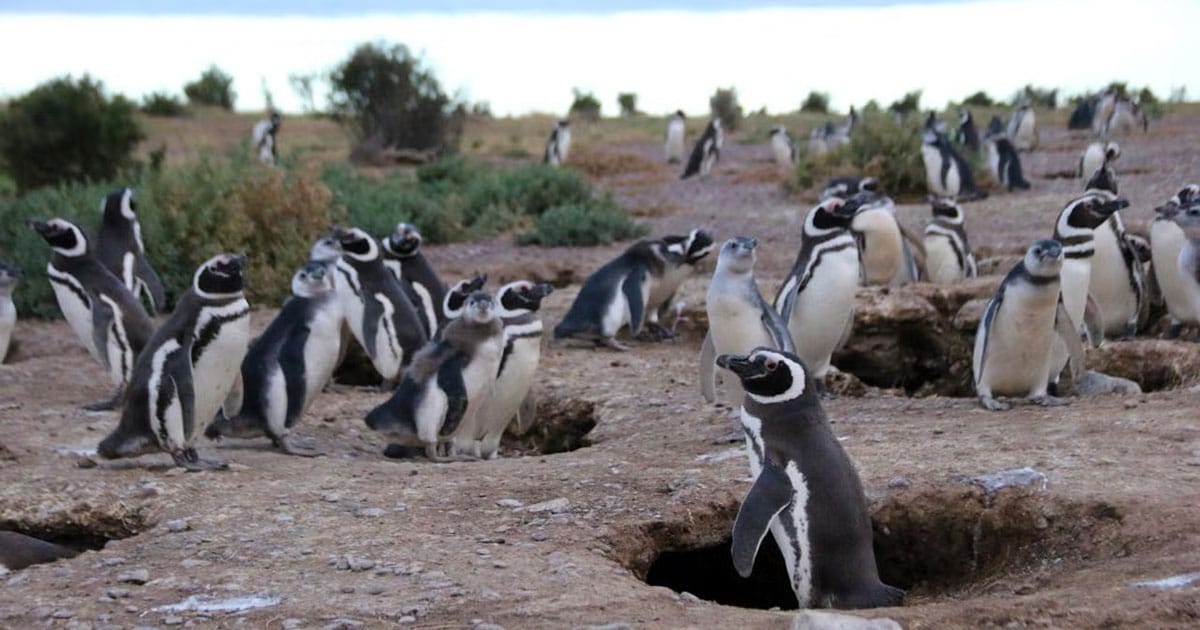 Magellanic penguins in Argentina served as sentinels of their own environment by wearing chemical-detecting leg bands for a few days during their breeding season in a UC Davis and SUNY-Buffalo study.