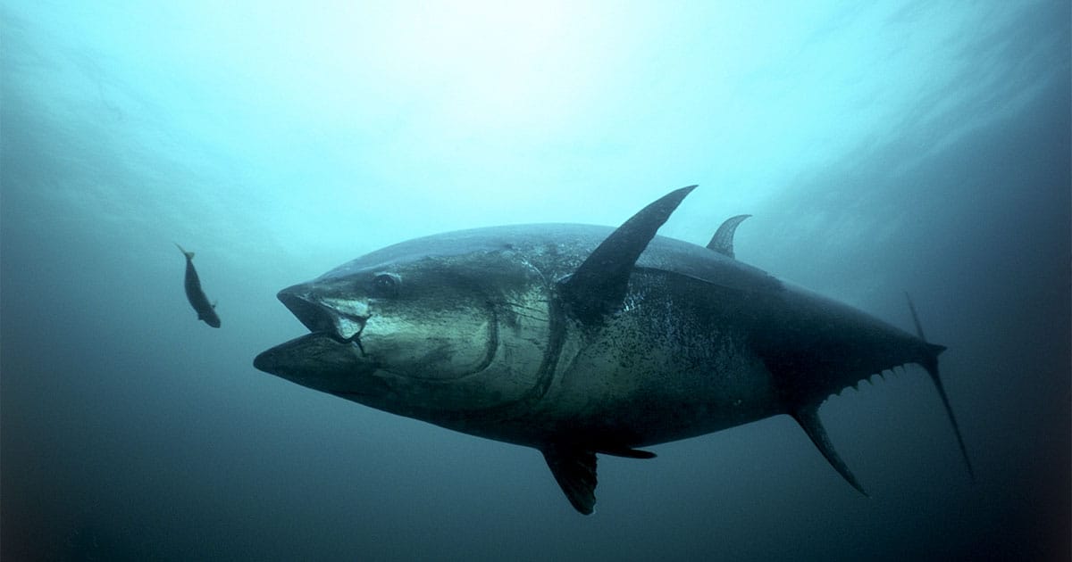 Atlantic Bluefin Tuna