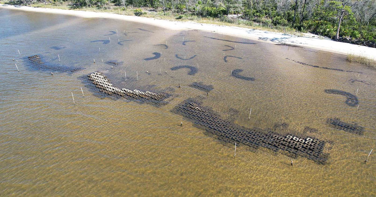 Drone image of a “living shoreline” at Tyndall Air Force Base in Florida, taken in October 2025. Offshore concrete reef structures reduce wave power, while smaller curved reefs and planted marsh and seagrass help slow water, trap sediment, and create habitat. Together, the system is designed to protect the shoreline and grow into a natural, self-sustaining coastal ecosystem.