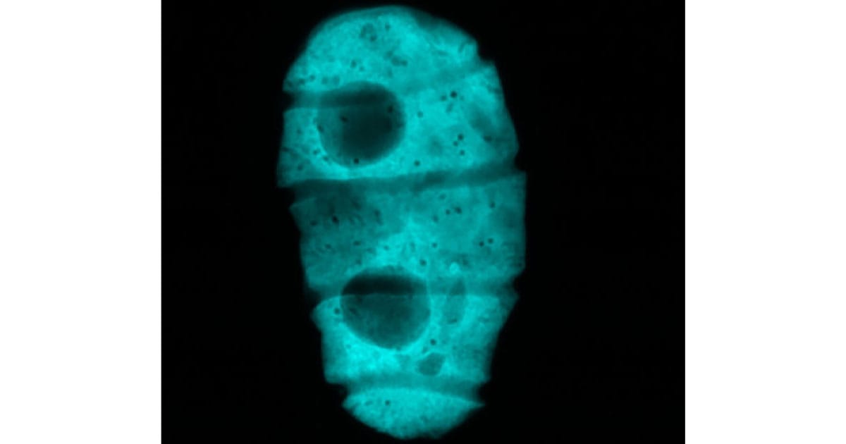 Fluorescence confocal microscope image of a live Polykrikos kofoidii cell, revealing how its light-producing molecule, luciferin, is distributed throughout the cell. In all other studied bioluminescent dinoflagellates, the fluorescence is visible only in certain vesicles.
