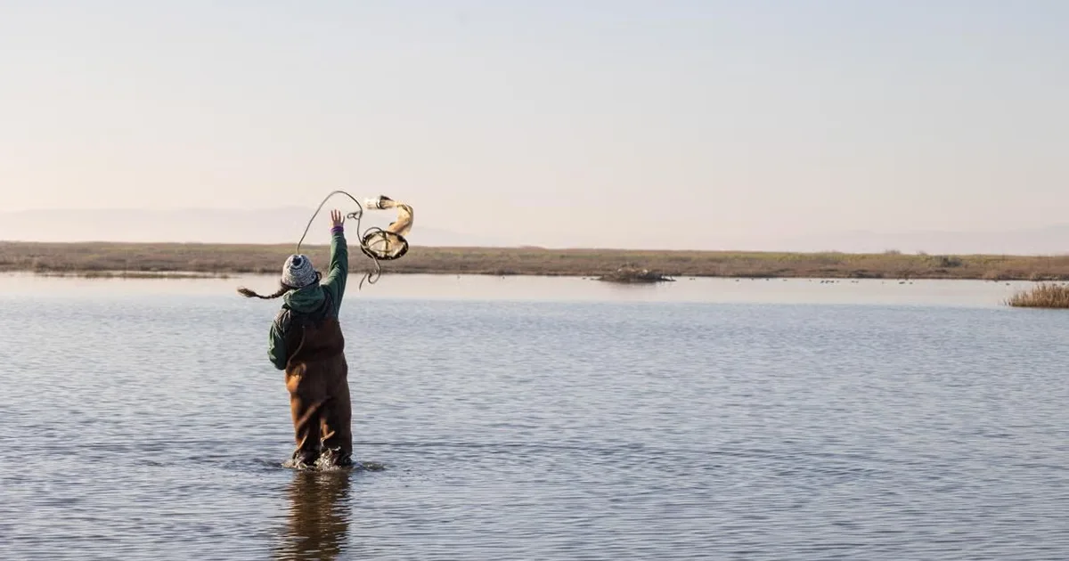 Lynette Williams-Duman of UC Davis Center for Watershed Sciences throws a zooplankton tow-net in Grizzly King, a 175-acre managed wetland in Suisun Marsh.