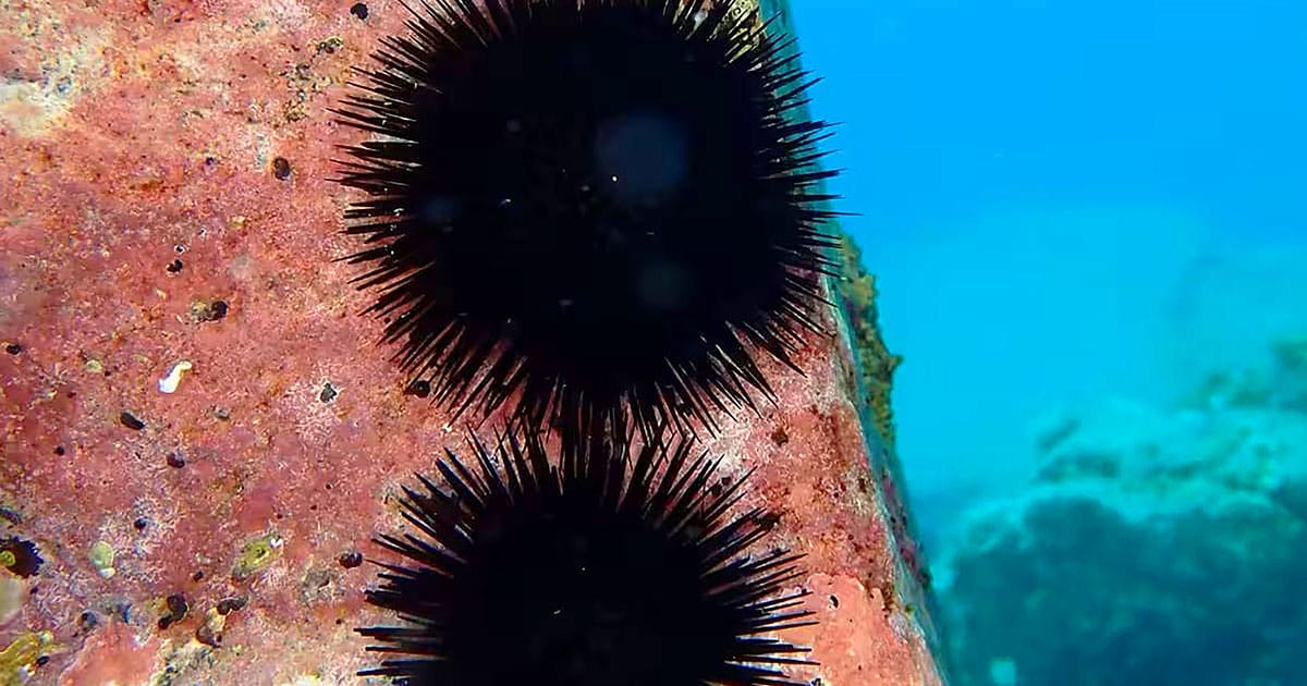 The structures derived from plastids enhance the fitness of Arbacia lixula sea urchin larvae, thereby increasing their potential for geographical dispersal.