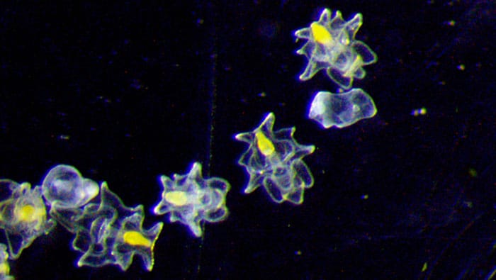 COTS larvae feed on free-floating phytoplankton. 