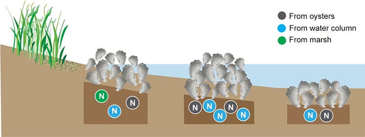A diagram depicting Intertidal oyster reefs on open flats (center) buried more nitrogen than intertidal reefs next to salt marshes (left) and subtidal reefs (right).