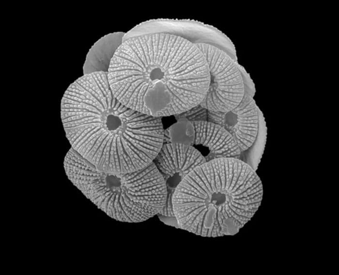 Scanning electron micrograph of Umbellosphaera tenuis, the most abundant coccolithophore identified on the research cruise. 