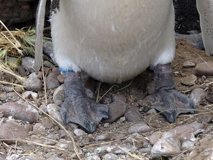 A chemical-sensing, silicone passive sampler is worn as an ankle band on this penguin in Argentina. 