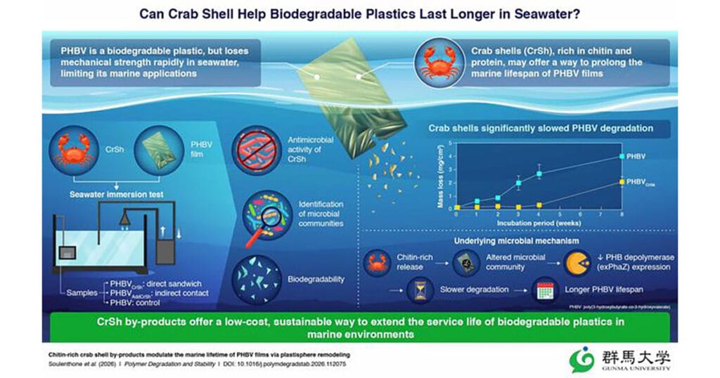 Researchers from Gunma University, Japan, show that crab shell by-products can increase the durability of poly(3-hydroxybutyrate-co-3-hydroxyvalerate), or PHBV, in marine applications by reducing its degradation rate through microbial remodeling of the plastisphere. 
