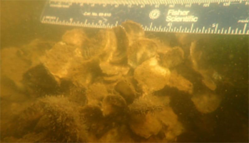 Underwater view of oysters growing on Reefense Modules. Some were planted as tiny juveniles to jump-start reef formation, while others settled naturally, showing how the structure is becoming a living reef. 