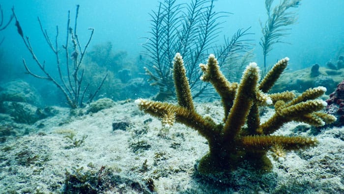 Coral gardening in Florida. 