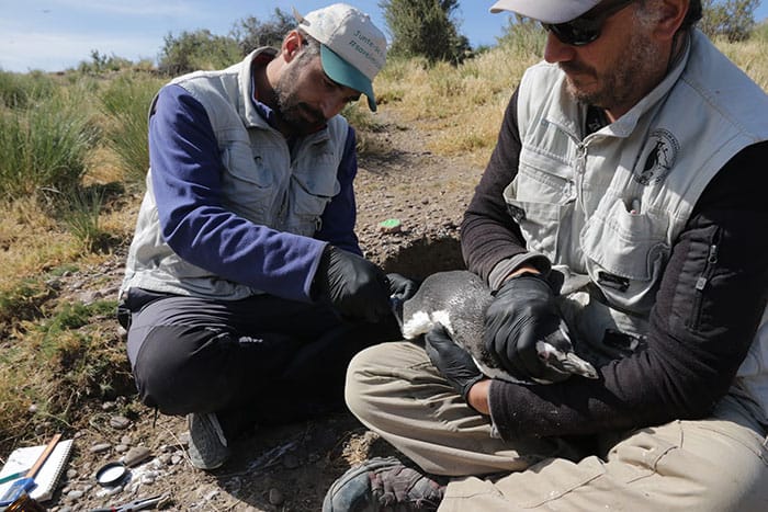 Researchers deploy a chemical-sensing ankle band on a Magellanic penguin in Argentina
