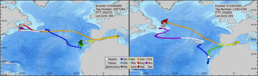 Tracks of two tagged bluefin tuna that spawn in the Mediterranean Sea, which migrated west across the 45-degree W line to forage.