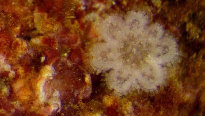 A two-month-old juvenile crown-of-thorns starfish.
