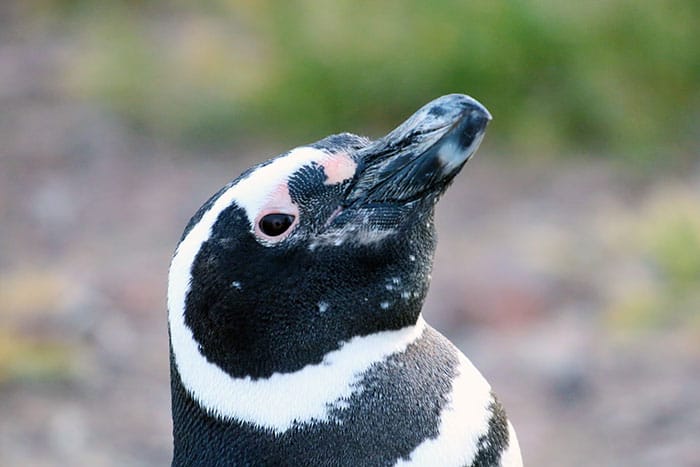 Magellanic penguins, like this one in Argentina, showed that penguins can help monitor their own environments by wearing small, retrievable leg bands that collect information about pollution they encounter. 
