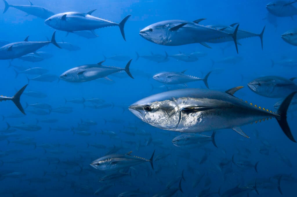 A school of Atlantic bluefin tuna.