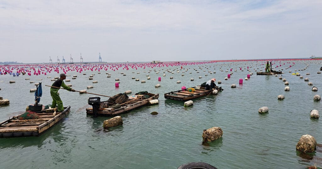 Integrated seaweed and abalone farm in Xiamen, China. (Image credit: William Cheung)