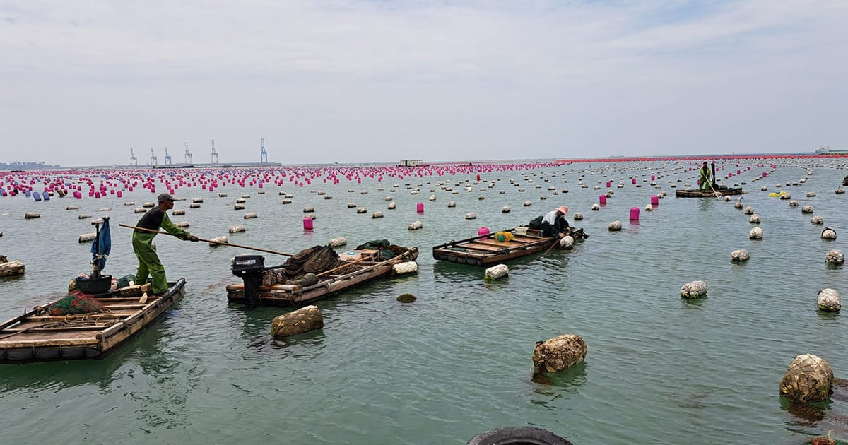 Integrated seaweed and abalone farm in Xiamen, China. (Image credit: William Cheung)