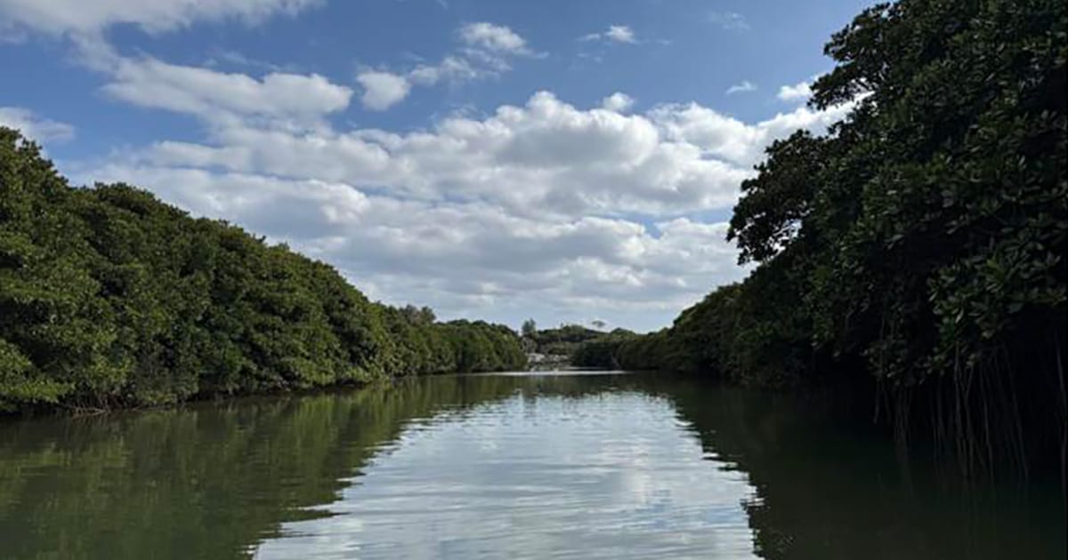 Example of a mangrove forest.