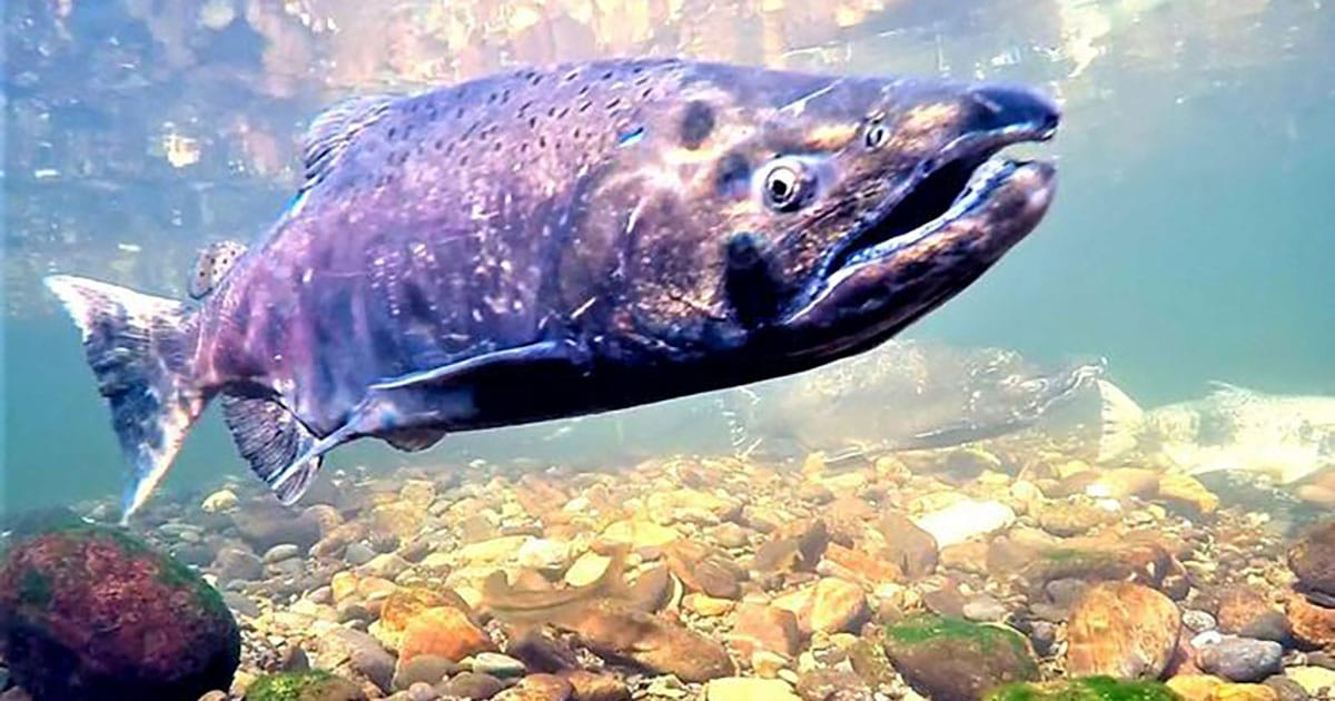 A salmon in the wild.