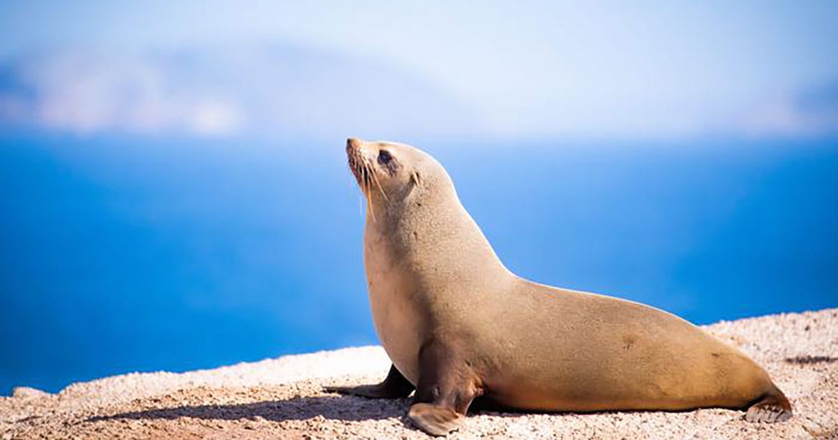 An Australian fur seal, Arctocephalus pusillus doriferus.