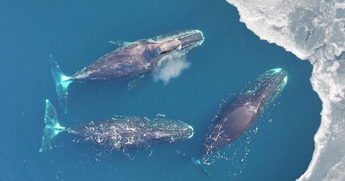 Bowhead whales off the coast of Greenland.