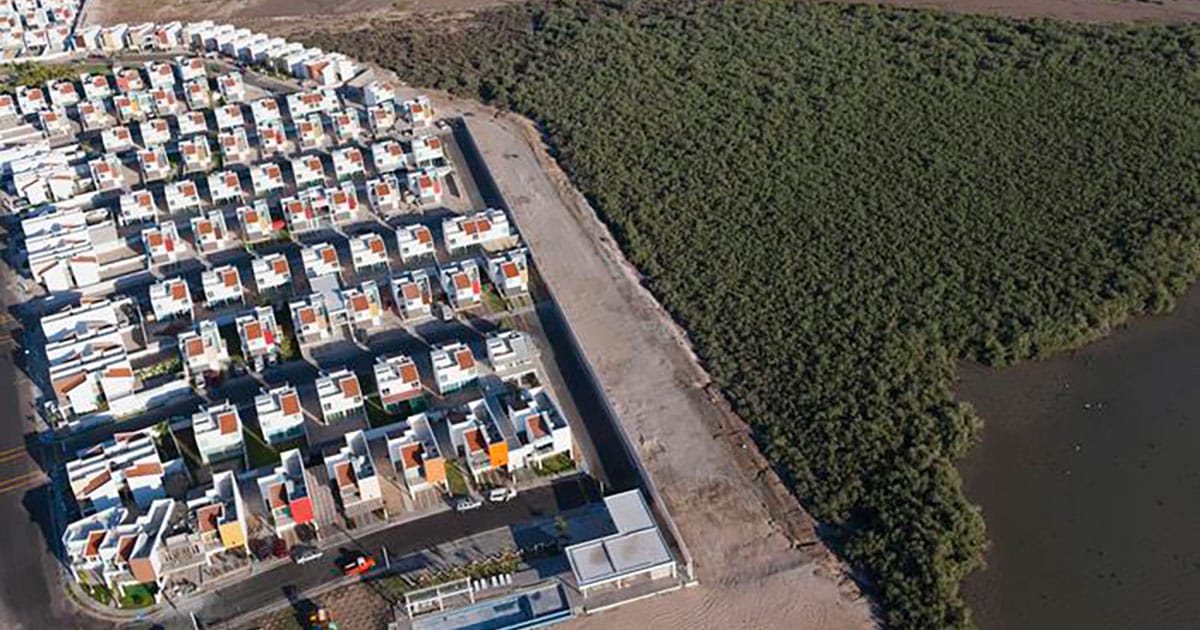 Mangroves in La Paz Bay, Mexico, stand at the edge of urban expansion, where development meets one of the most valuable coastal ecosystems on Earth.