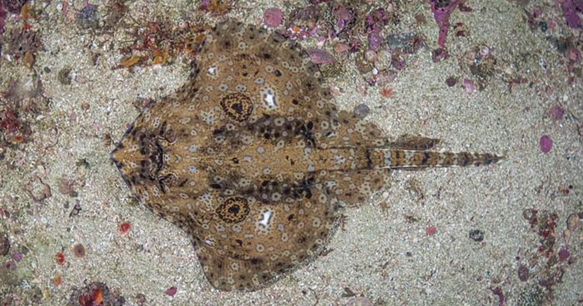Pacific Starry Skate.