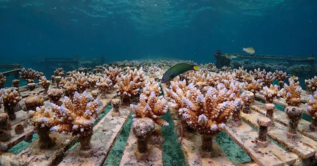 A one-year-old pedigree tracked corals growing in an ocean nursery. (Image credit: Dr. Liam Lachs)